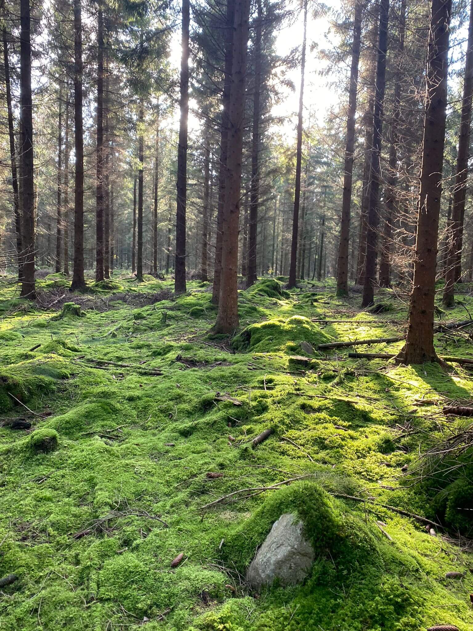 Waldbaden im Wienerwald