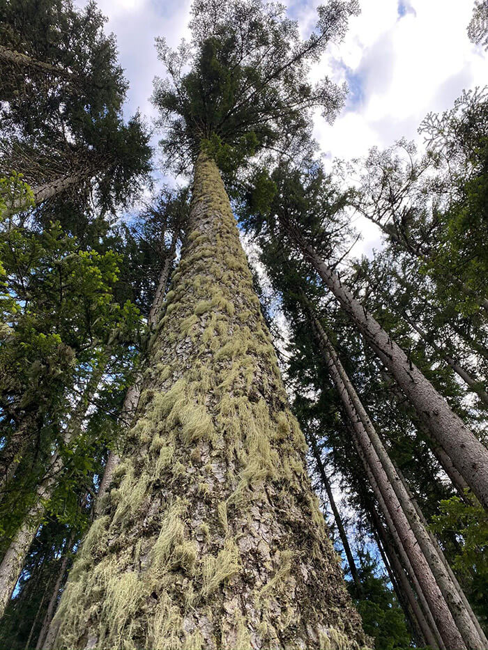 Wald Niederösterreich Wandern