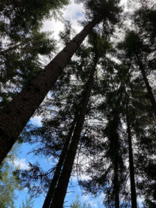 Wald Niederösterreich Mönichkirchen